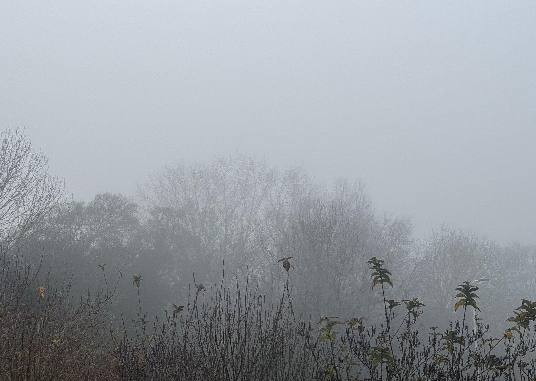 Bare winter trees fading into mist behind dark foreground branches.